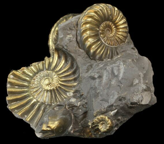 Pyritized Pleuroceras Ammonite Cluster - Germany #42770